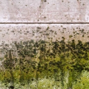 Mold on wall