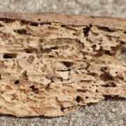 Termite